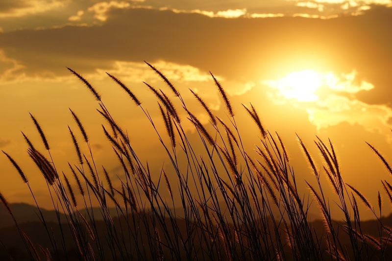 carnations  flowers  / month flowers