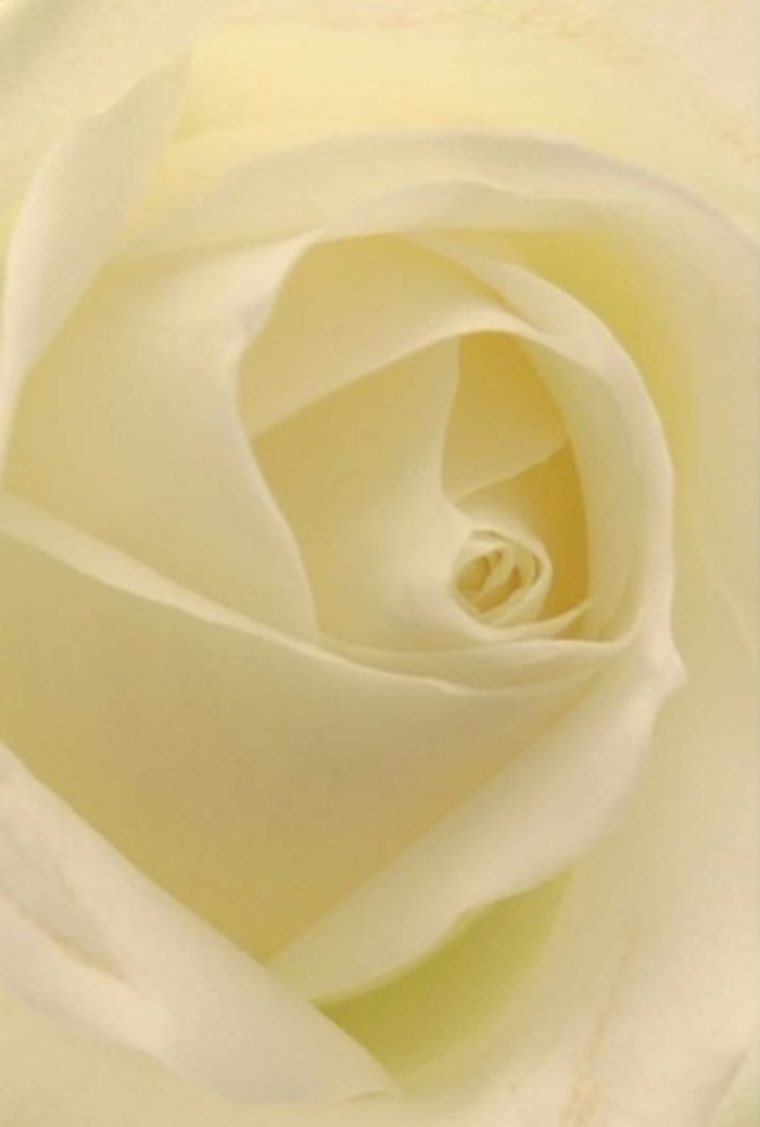 Gazing intimately at this classic white rose, one is immediately captured by its layers of tranquility and sophistication-a vision familiar in many West Ham homes and gatherings. The delicate petals, each painted in shades of ivory and cream, create a flawless spiral that flows seamlessly from heart to edge, suggesting purity and unspoken strength. A soft, natural light gently illuminates the bloom, casting faint shadows that enhance its sculpted intricacy and make every layer stand out as if bathed in the glow of a peaceful afternoon by Memorial Recreation Ground. This composition is a testament to the refined elegance characteristic of West Ham florists: each element carefully chosen, every nuance considered. The rose is more than a flower-it is a singular expression of love, apology, or celebration; a centrepiece fit for wedding tables, sympathetic gestures, or heartfelt milestones. Its near-translucent petals radiate a serene energy, while subtle gradations of cream evoke tenderness and quiet resilience. The unassuming fragrance is pure and fresh, hinting at comfort and grace, much like the atmosphere after gentle rain along the local avenues. As someone deeply rooted in the West Ham community, I see this rose as a messenger of the area's enduring connections-thoughtfully crafted for those significant occasions that deserve both beauty and sincerity. Ready for same-day delivery, this timeless bloom brings West Ham's understated artistry and compassion right to your door.